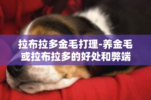 拉布拉多金毛打理-養金毛或拉布拉多的好處和弊端