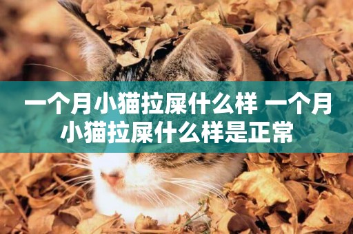 一個月小貓拉屎什么樣 一個月小貓拉屎什么樣是正常