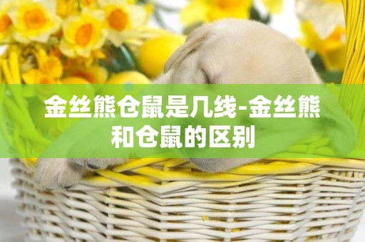 金絲熊倉鼠是幾線-金絲熊和倉鼠的區別