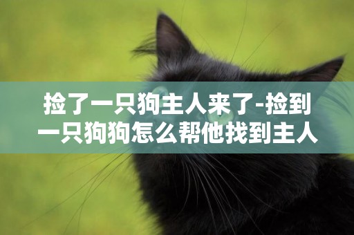 撿了一只狗主人來了-撿到一只狗狗怎么幫他找到主人