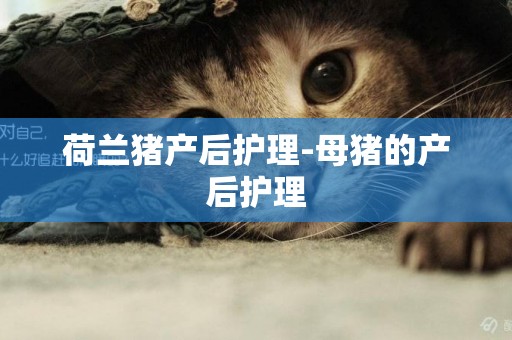 荷蘭豬產后護理-母豬的產后護理