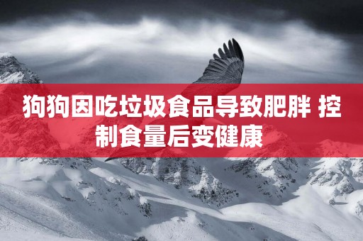 狗狗因吃垃圾食品導致肥胖 控制食量后變健康 