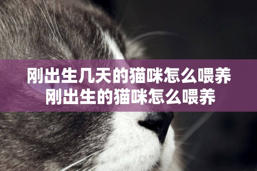 剛出生幾天的貓咪怎么喂養 剛出生的貓咪怎么喂養