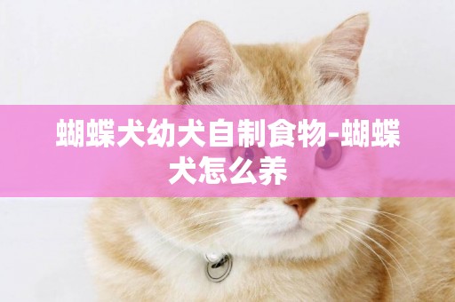 蝴蝶犬幼犬自制食物-蝴蝶犬怎么養