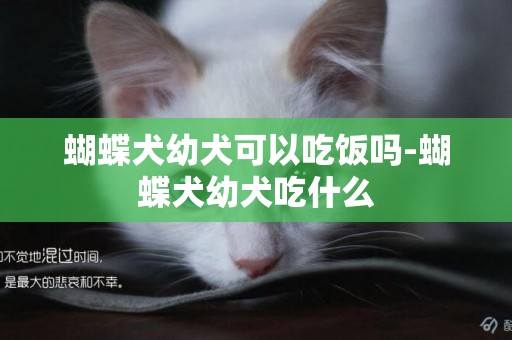 蝴蝶犬幼犬可以吃飯嗎-蝴蝶犬幼犬吃什么