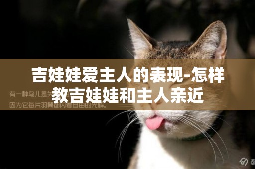 吉娃娃愛主人的表現-怎樣教吉娃娃和主人親近