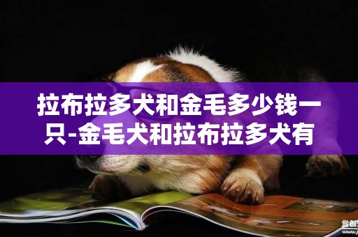 拉布拉多犬和金毛多少錢一只-金毛犬和拉布拉多犬有區別嗎？
