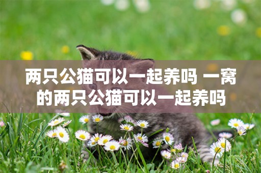 兩只公貓可以一起養嗎 一窩的兩只公貓可以一起養嗎