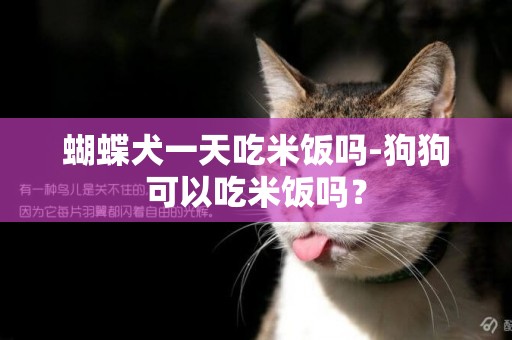 蝴蝶犬一天吃米飯嗎-狗狗可以吃米飯嗎？