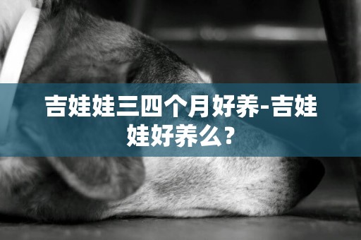 吉娃娃三四個月好養-吉娃娃好養么？