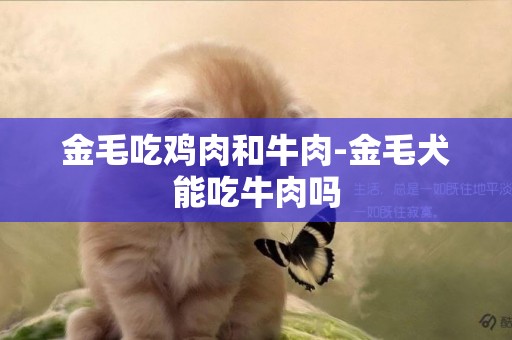 金毛吃雞肉和牛肉-金毛犬能吃牛肉嗎