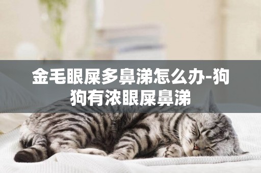 金毛眼屎多鼻涕怎么辦-狗狗有濃眼屎鼻涕