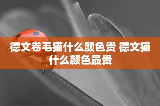 德文卷毛貓什么顏色貴 德文貓什么顏色最貴
