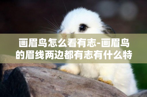 畫眉鳥怎么看有志-畫眉鳥的眉線兩邊都有志有什么特點？