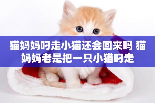 貓媽媽叼走小貓還會回來嗎 貓媽媽老是把一只小貓叼走