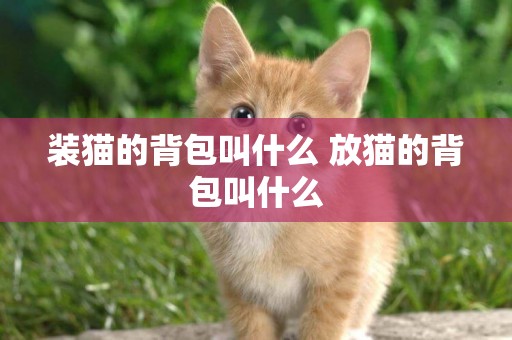 裝貓的背包叫什么 放貓的背包叫什么