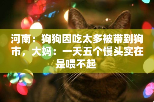 河南：狗狗因吃太多被帶到狗市，大媽：一天五個饅頭實在是喂不起 