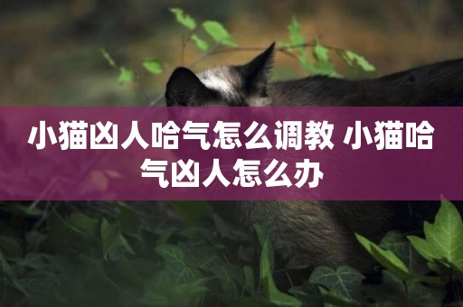 小貓兇人哈氣怎么調教 小貓哈氣兇人怎么辦