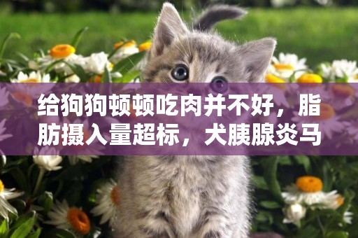 給狗狗頓頓吃肉并不好，脂肪攝入量超標，犬胰腺炎馬上到 