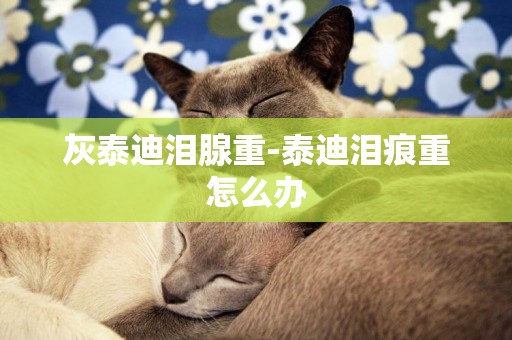 灰泰迪淚腺重-泰迪淚痕重怎么辦