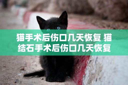 貓手術后傷口幾天恢復 貓結石手術后傷口幾天恢復
