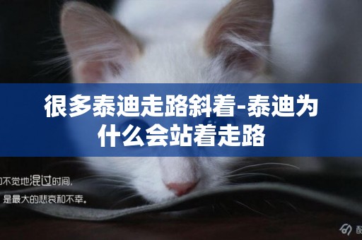 很多泰迪走路斜著-泰迪為什么會站著走路