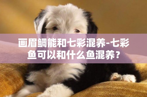 畫眉鯛能和七彩混養-七彩魚可以和什么魚混養？