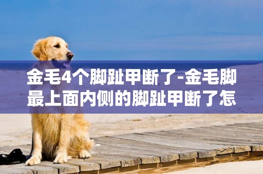 金毛4個腳趾甲斷了-金毛腳最上面內側的腳趾甲斷了怎么辦，急！！