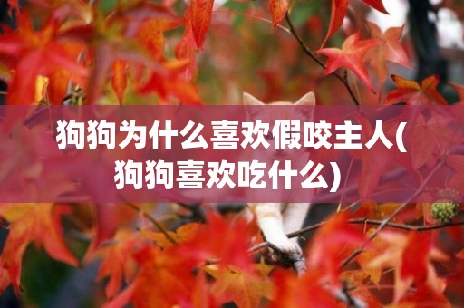 狗狗為什么喜歡假咬主人(狗狗喜歡吃什么) 