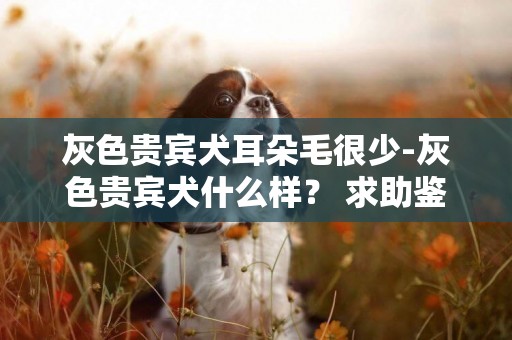 灰色貴賓犬耳朵毛很少-灰色貴賓犬什么樣？ 求助鑒別~