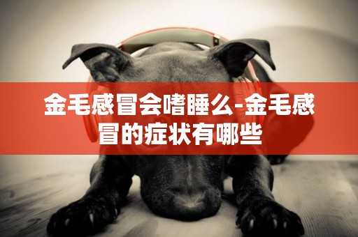 金毛感冒會嗜睡么-金毛感冒的癥狀有哪些