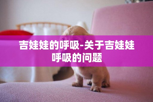 吉娃娃的呼吸-關于吉娃娃呼吸的問題