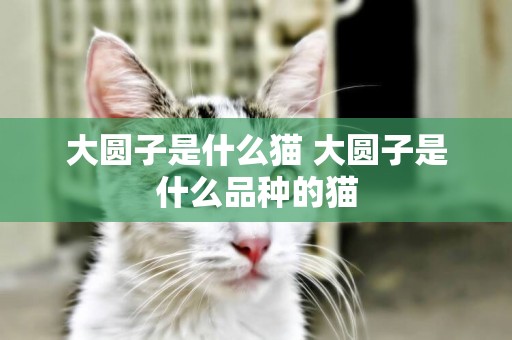 大圓子是什么貓 大圓子是什么品種的貓