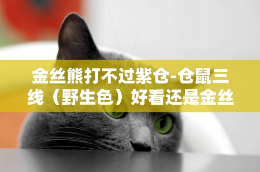金絲熊打不過紫倉-倉鼠三線（野生色）好看還是金絲熊好看還是紫倉好看