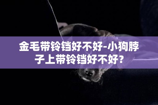 金毛帶鈴鐺好不好-小狗脖子上帶鈴鐺好不好？