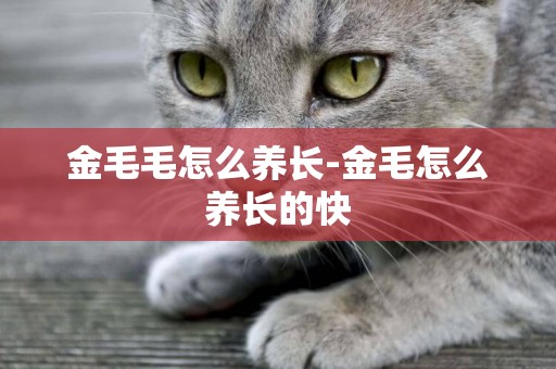 金毛毛怎么養長-金毛怎么養長的快