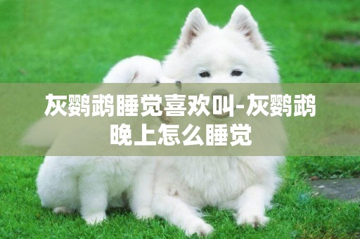 灰鸚鵡睡覺喜歡叫-灰鸚鵡晚上怎么睡覺