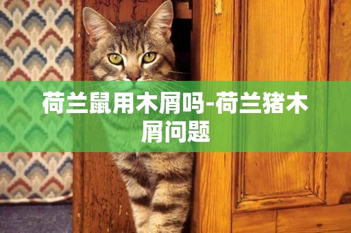 荷蘭鼠用木屑嗎-荷蘭豬木屑問題