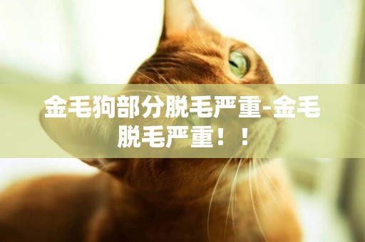 金毛狗部分脫毛嚴重-金毛脫毛嚴重！！