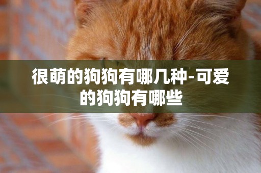 很萌的狗狗有哪幾種-可愛的狗狗有哪些