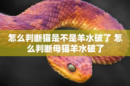 怎么判斷貓是不是羊水破了 怎么判斷母貓羊水破了