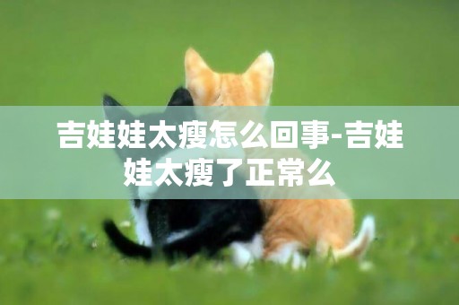吉娃娃太瘦怎么回事-吉娃娃太瘦了正常么