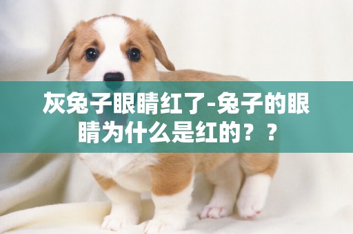 灰兔子眼睛紅了-兔子的眼睛為什么是紅的？？