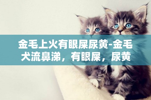 金毛上火有眼屎尿黃-金毛犬流鼻涕，有眼屎，尿黃
