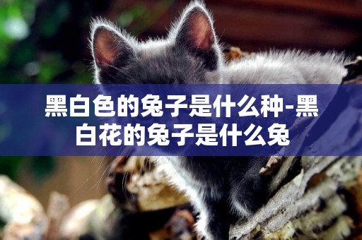 黑白色的兔子是什么種-黑白花的兔子是什么兔