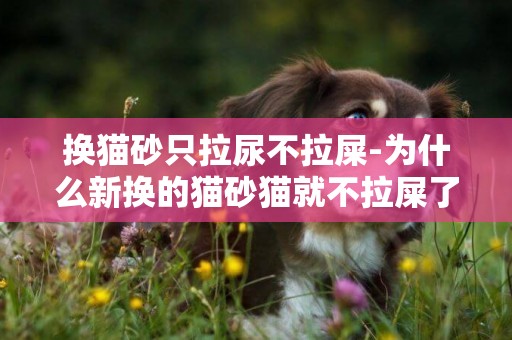 換貓砂只拉尿不拉屎-為什么新換的貓砂貓就不拉屎了？