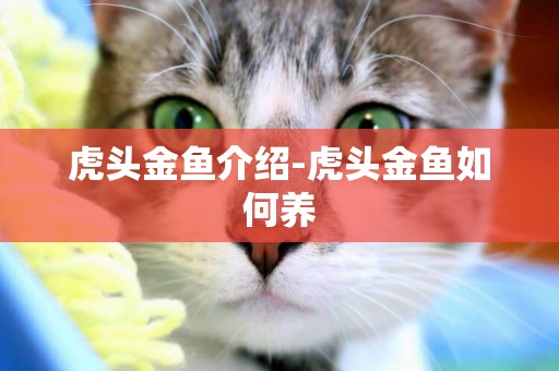 虎頭金魚介紹-虎頭金魚如何養