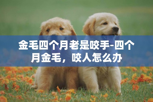 金毛四個月老是咬手-四個月金毛，咬人怎么辦