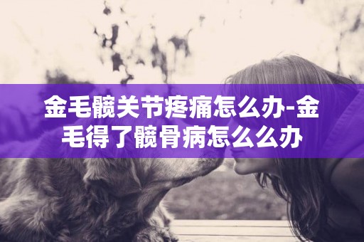 金毛髖關節疼痛怎么辦-金毛得了髖骨病怎么么辦