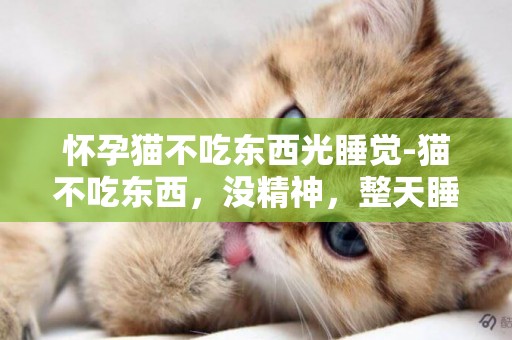 懷孕貓不吃東西光睡覺-貓不吃東西，沒精神，整天睡覺